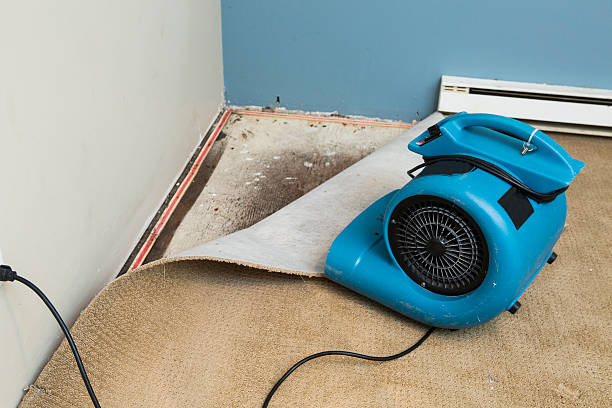 Best Mold removal after water damage  in Monee, IL